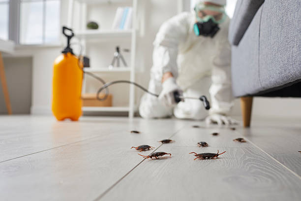 Commercial Rodent Management in Roseau